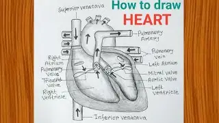Human Heart Drawing Easy Step By Step / How to Draw Heart Diagram Easily Class 10