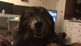 Dog tremor - head and eye twitches - focal seizure