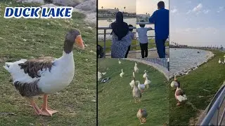 Duck lake - Tarka restaurant - Khober