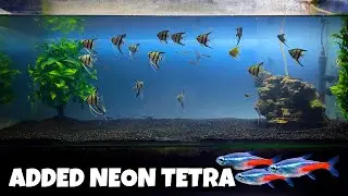 Bought Neon Tetra: Can Neon Tetra Survive in an Angelfish Tank? Imran's World