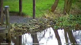Kingfisher in action.