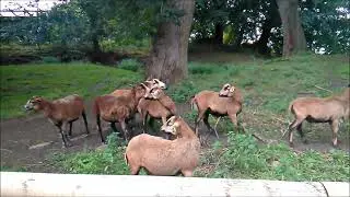 Baa! Cameroon sheep at the Zoo