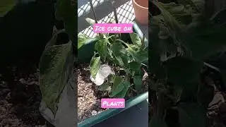 Ice cube on plants hot day's keep your plants Hydrated in this summer heat.