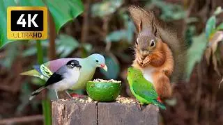 Cat TV for Cats to Watch 😺🐦 Crazy Birds, Chipmunks and Squirrels 🐿 Cat Games 4K HDR