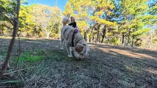 Mantrailing for Confidence | Kobe the Bordoodle at Isaacs Pines ACT