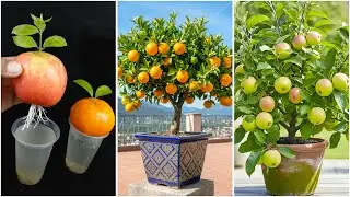 Watch how to i grow orange & apple plant at home | 100% Success tips