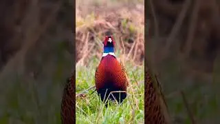 Le faisan de Colchide et ses belles couleurs !