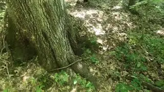 Problem areas and Stickers! Deer Blood Tracking Dog