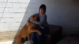 La Linea shelter: Balu, Ranger and Bruno