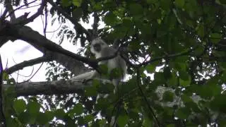 Mitred Leaf Monkey