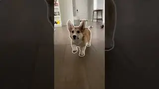 Outline Trend (Corgi Edition) | Tofu the Corgi | #shorts #corgi #outlinetrend