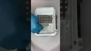 Making capsules #asmr #fyp #compoundingpharmacy #medicine #pharmacy #medicineexplained #capsules