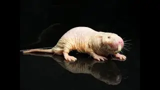 The Long, Strange Life of the World’s Oldest Naked Mole Rat