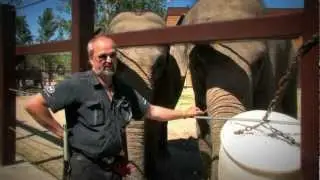 Cute funny animal video videos - Elephants Elephant - BizBOXTV @ The Calgary Zoo!