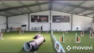 Miniature Poodle Agility training April 2020