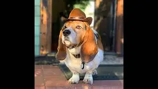 2024 New Dog Cowboy Hat Dogs Cat Outdoor Hats Adjustable Caps Fashion for Small Medium Dogs