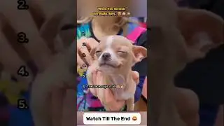 When You Scratch the Right Spot&hellip;  😂🐶✨ #dogshorts #funny #dogcomedy