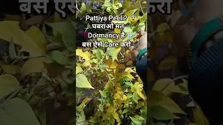 ⭐ Harsingar Pattiya Peeli? December Dormancy Care ✔️ #shorts #trending #viralvideo #youtubeshorts