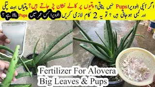 اگرآپکی الوویرا Pups نہیں بناتی؟ پتیاں پتلی اورلمبی ہوتی ہیں؟تو2کام کریں  Fertilizer For Alovera
