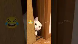 cats so funny 😂🤣 meow #funnycats 🤣#catlover 🥰☺️❣️