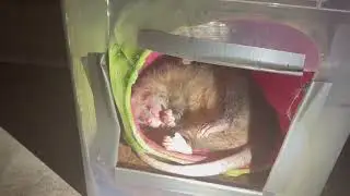 Blind possum we care for sleeping in an insulated cat house! This is his first overnight stay!