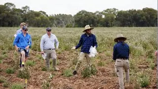 Fleabane rust fungus release | New biocontrol