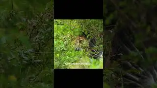 Leopard vs. Vulture: The Storm Hunt ⛈️🐆 #shorts #wildlife #leopard