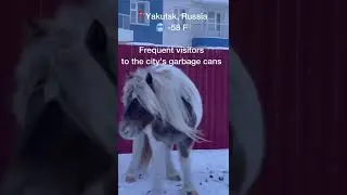 Stray horses in the coldest city in the world #yakutia #yakutsk #shorts