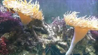 Common clownfish activity (for animal behaviour practical) # daytime