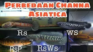 Simpel Perbedaan Channa Asiatica Rs, Ws, RsWs & Rsp 👍