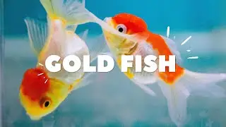 Gold Fish Tank 🐟 ✨️ 💛,#goldfish,#goldfishtank,#goldfishaquarium,#aquariumhobby,#fishtank
