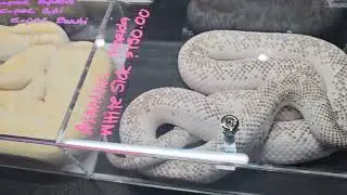 Large Milksnake and other snakes at Mesozoic Reptiles, at Reptile Super Show in Pomona, CA 2026