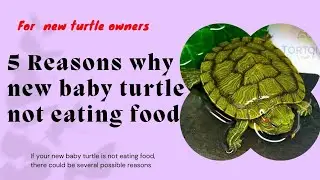 Baby turtle 🐢 not eating food!! Look why it is?? Red eared slider turtle #viral #trending #turtle