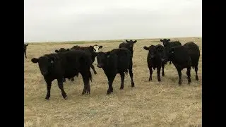 Ed Curry Ranching 910# Home-Raised Angus Grass Steers