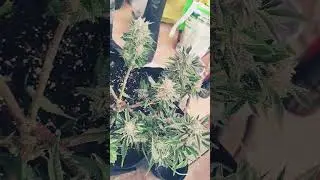 Fastberry auto experiment with low stress training 420 fast buds seed. #420 #reels #new