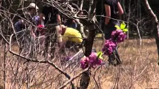 Six pieds sous terre : des chercheurs au chevet d'une plante de tourbière [Actu des labos]