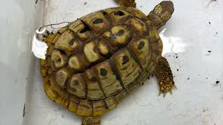 Overwintering tortoise 