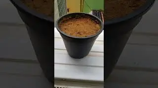How to grow Areca palm from seed   #Arecapalm