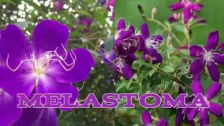 Purple Melastoma|Beautiful Melastoma flowers|மெலஸ்டோமா மலர்