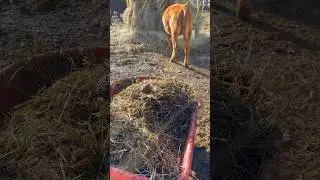 🤪Cows can make emojis too .￼😆😂💩