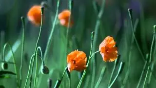 Nickelodeon Movies (Oobi New ATV version)
