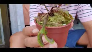 Dionaea Muscipula Akai Ryu Unboxing Venus Flytrap
