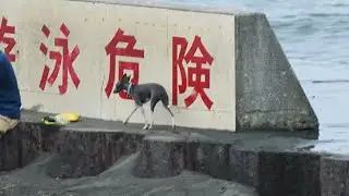 CHANNEL ISLANDS チャネルアイランズ CI NOSERIDER SPECIAL EDITION ノーズライダー 10&rsquo;