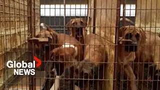 South Korea bans selling dog meat for consumption, ending controversial practice