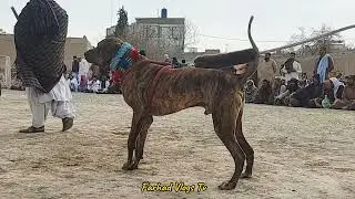 Top Blood Line Bully Kutta Shina Nice Body Big Dog Champion Breeds