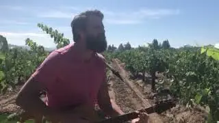 How Napa Valley Keeps the wine jammy!