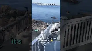 Dog only goes into the water to make owners wet 😂👏