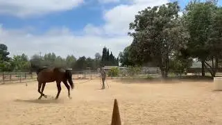 1st time asking this warmblood to jump upright barrels.