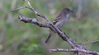 Alder Flycatcher Empidonax alnorum, Lomas de Arena, BOLIVIA