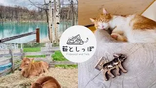 Biei Shirogane Blue Pond : A chance to interact with animals. Meanwhile, the cats...